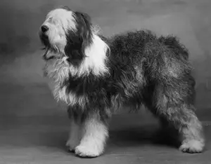 Mate Prints: FALL / ENGLISH SHEEPDOG / 38