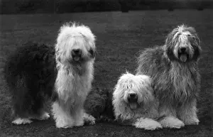 FALL / ENGLISH SHEEPDOG / 38