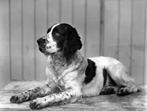 Springer Prints: FALL / ENGLISH SPRINGER / 24