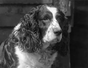 FALL / ENGLISH SPRINGER / 30