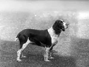 Springer Prints: FALL / ENGLISH SPRINGER / 33