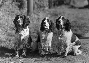 FALL / ENGLISH SPRINGER / 43