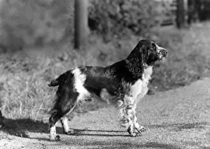 FALL / ENGLISH SPRINGER / 43
