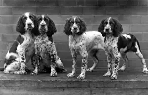 Unnamed Prints: FALL / ENGLISH SPRINGER / 44