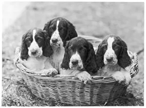 Breeds Collection: Fall / English Springer / 46