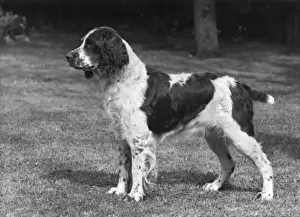 FALL / ENGLISH SPRINGER / 52