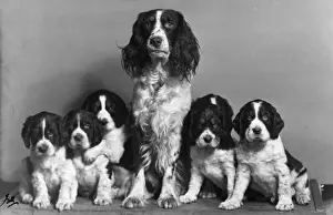 Unnamed Prints: FALL / ENGLISH SPRINGER / 56