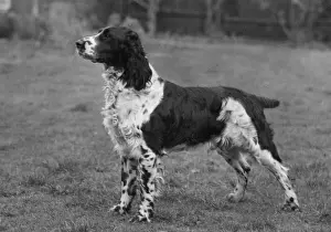 Snipe Prints: FALL / ENGLISH SPRINGER / 60