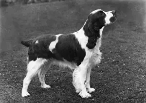 FALL / ENGLISH SPRINGER / 64