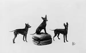 Fall / English Toy Terrier
