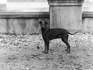 Fall / English Toy Terrier