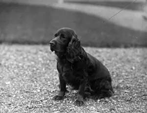 FALL / FIELD SPANIEL / 1930
