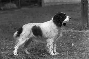 Howe Prints: FALL / FIELD SPANIEL / 1931
