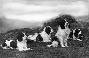 Howe Prints: FALL / FIELD SPANIEL / 1932