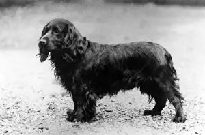 FALL / FIELD SPANIEL / 1936