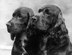 Barnett Prints: FALL / FIELD SPANIEL / 1938