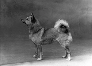 Images Dated 27th March 2013: Fall / Finnish Spitz / 1935