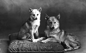 Images Dated 27th March 2013: Fall / Finnish Spitz / 1935