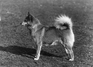 Finnish Gallery: Fall / Finnish spitz Fenks Finsie