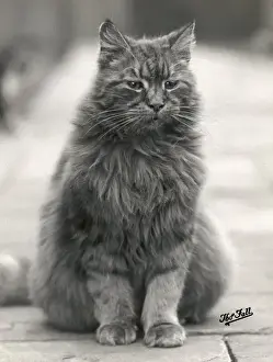 Fall / Fluffy House Cat