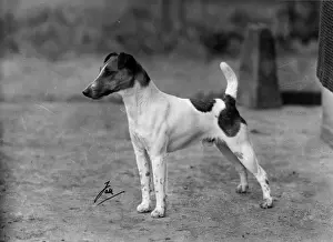 FALL / FOX TERRIER / 1947