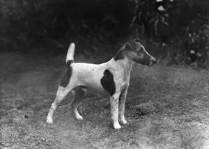 FALL / FOX TERRIER / 1949