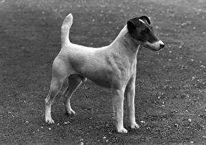 FALL / FOX TERRIER / 1955