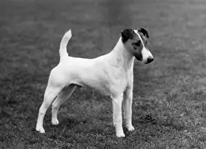 FALL / FOX TERRIER / 1962
