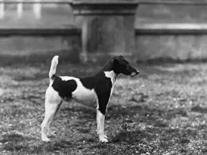 FALL / FOX TERRIER / DONJUAN