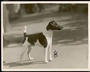 Pearson Prints: FALL / FOX TERRIER / TAFFY