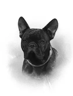 Rossi Prints: Fall / French Bulldog Champion Rossi of Elmsleigh