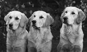 Retriever Prints: FALL / GOLDEN RETRIEVER