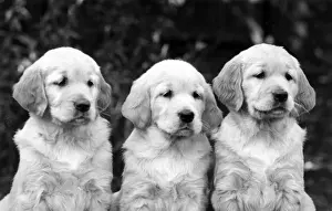 FALL / GOLDEN RETRIEVER