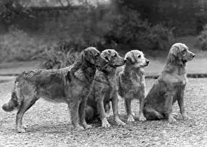 FALL / GOLDEN RETRIEVER
