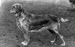 Abbots Gallery: FALL / GOLDEN RETRIEVER / 34