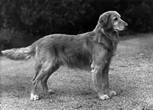 Retriever Prints: FALL / GOLDEN RETRIEVER / 53