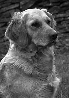 FALL / GOLDEN RETRIEVER / 53