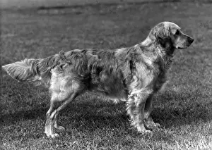 FALL / GOLDEN RETRIEVER / 56