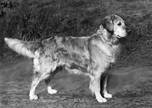Retriever Prints: FALL / GOLDEN RETRIEVER / 65