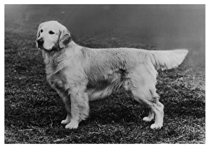 1972 Gallery: Fall / Golden Retriever / 72