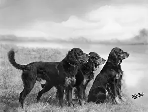 FALL / GORDON SETTER / 1939