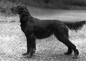 Setter Prints: FALL / GORDON SETTER / 1957