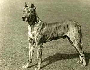 Hannibal Collection: FALL / GREAT DANE / 1897