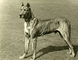 Images Dated 30th August 2018: FALL / GREAT DANE / 1897