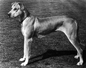 Sire Prints: FALL / GREAT DANE / 1900