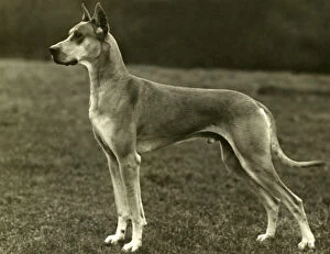 Images Dated 30th August 2018: FALL / GREAT DANE / 1931