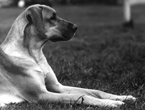 Fall / Great Dane / 1934