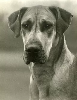 Images Dated 30th August 2018: FALL / GREAT DANE / 1938