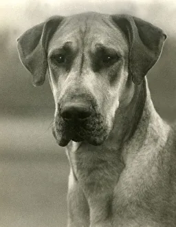 Images Dated 30th August 2018: FALL / GREAT DANE / 1938