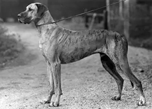 FALL / GREAT DANE / 1942